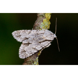 Grey Dagger Moths
