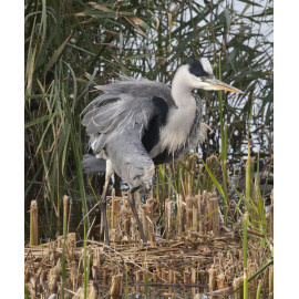 Grey Heron at Strumpshaw 1