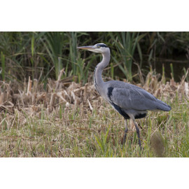 Grey Heron at Strumpshaw 3