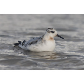 Grey Phalarope at Salthouse