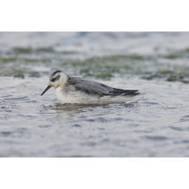 Grey Phalarope at Salthouse 1