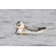 Grey Phalarope  Salthouse
