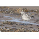 Grey Plover Titchwell