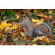 Grey Squirrel in Autumn leaves