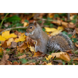 Grey Squirrel in Autumn leaves
