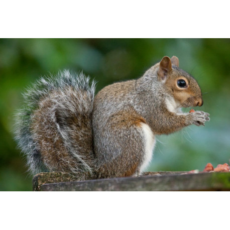 Grey Squirrel eating peanut