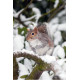 Grey Squirrel in the snow