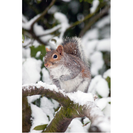 Grey Squirrel in the snow