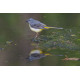 Grey Wagtail Lynford 1