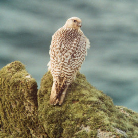 Gyr Falcon Cornwall