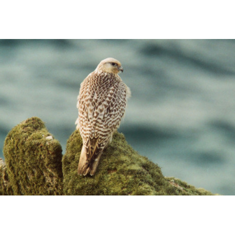 Gyr Falcon Cornwall 1