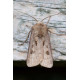 Heart and Dart Moth
