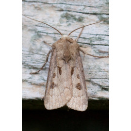 Heart and Dart Moth