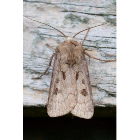 Heart and Dart Moth