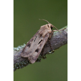 Heart and Dart Moth 1