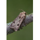 Heart and Dart Moth 1