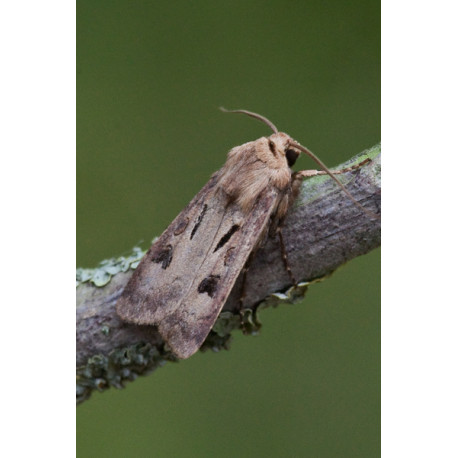 Heart and Dart Moth 1
