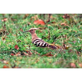 Hoopoe Taverham