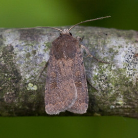 Ingrailed Clay moth