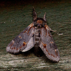Iron Prominent Moth