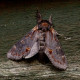 Iron Prominent Moth