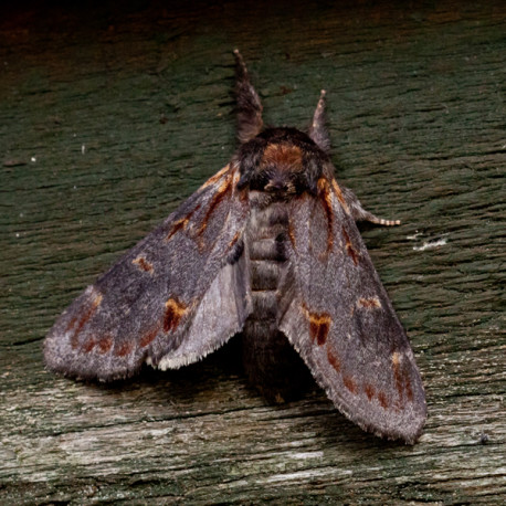 Iron Prominent Moth