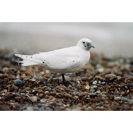 Ivory Gull Suffolk 3