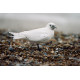 Ivory Gull Suffolk