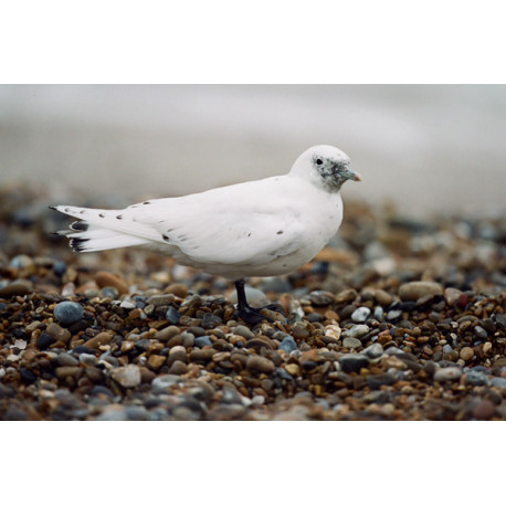 Ivory Gull Suffolk