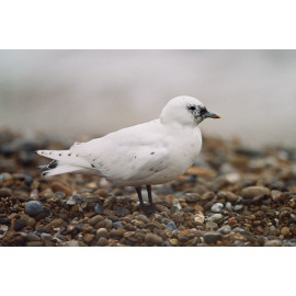 Ivory Gull Suffolk 4