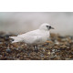 Ivory Gull Suffolk 4