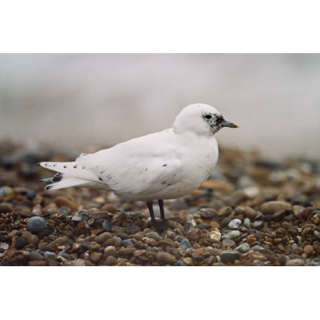 Ivory Gull Suffolk 4