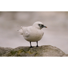 Ivory Gull Suffolk  5