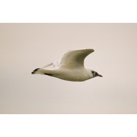 Ivory Gull Suffolk  6