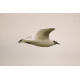 Ivory Gull Suffolk  6
