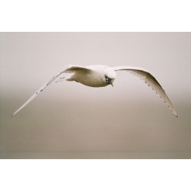 Ivory Gull Suffolk  7