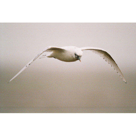 Ivory Gull Suffolk  7