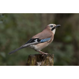 Jay on Stump