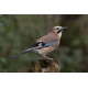 Jay on Stump