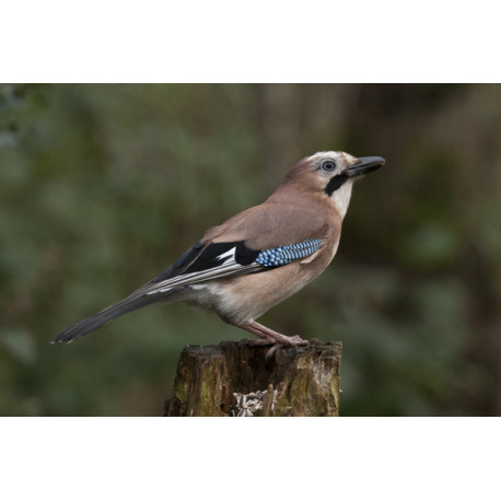 Jay on Stump