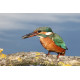 Kingfisher Lackford 2