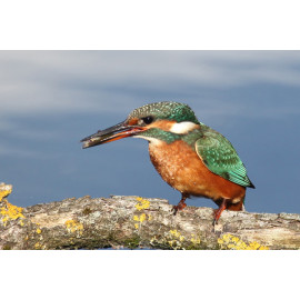 Kingfisher Lackford 2