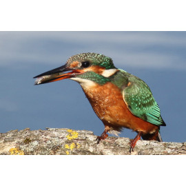 Kingfisher Lackford 3