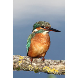 Kingfisher Lackford 4