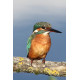 Kingfisher Lackford 4