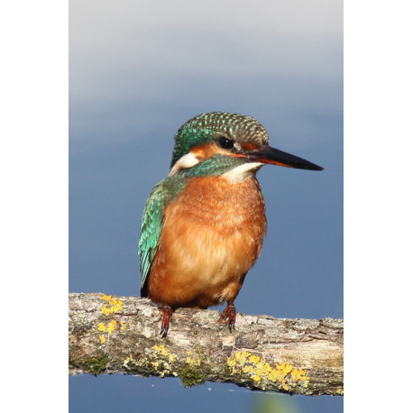 Kingfisher Lackford 4