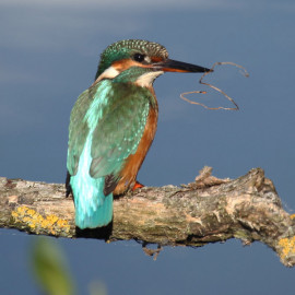 Kingfisher Lackford 5