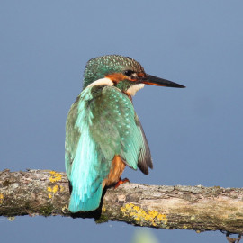 Kingfisher Lackford 6