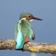Kingfisher Lackford 6