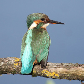 Kingfisher Lackford 7